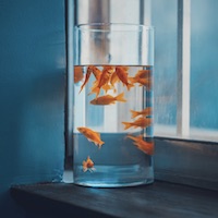 Avatar người chơi BK8 - Chị Tư Tài Lộc